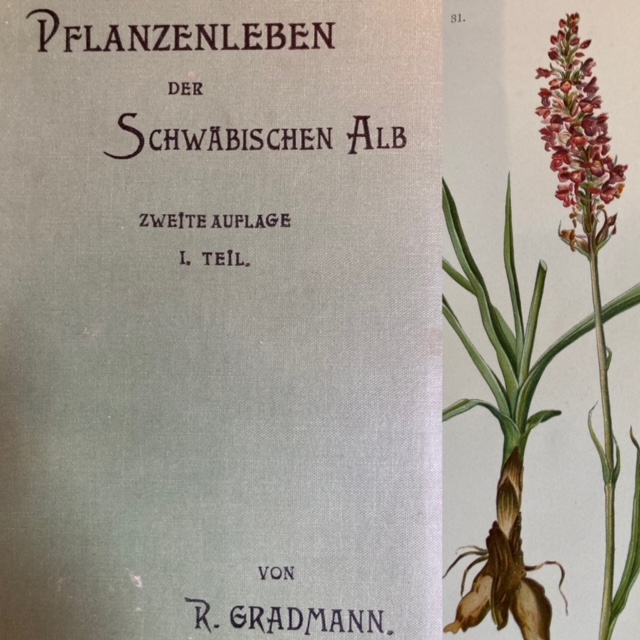 Gradmann, Das Pflanzenleben der Schwäbischen Alb, mit Berücksichtigung der angre